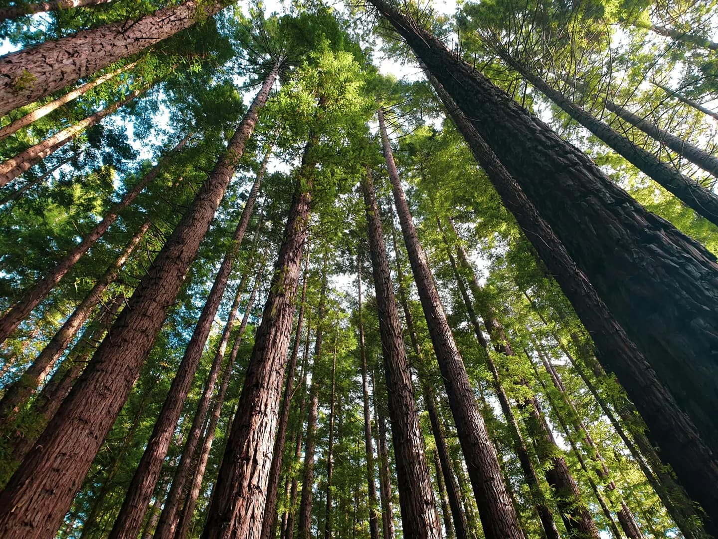 Technical flaws may inflate Australia's forest carbon credits