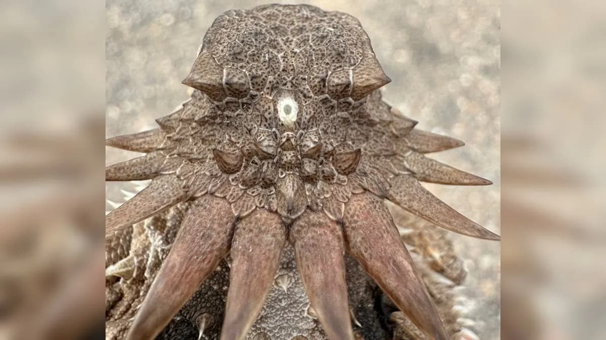 The Strange Origin of The Human Eye May Trace Back to a 600-Million-Year-Old 'Cyclops'