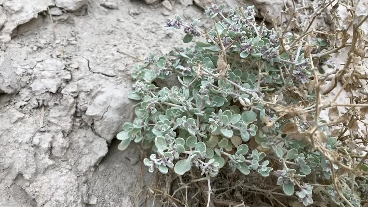 This Desert Plant in Death Valley Can Air-Condition Its Own Leaves