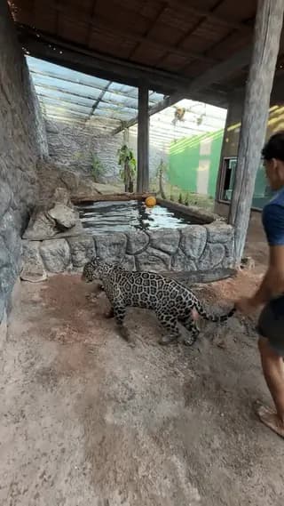 Man swims with a Jaguar.