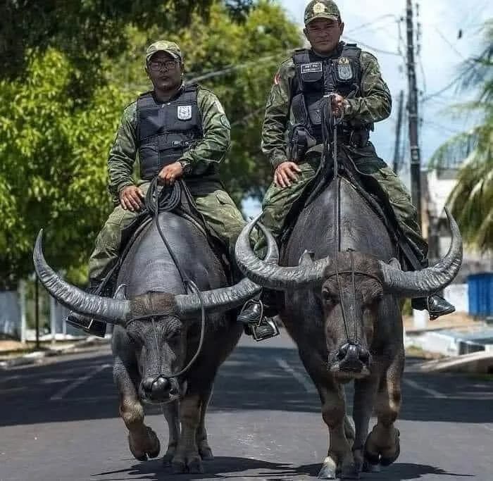 Police in Marajó island, Brazil use water buffalos to patrol as regular police vehicles are ineffective on the countless swampy terrains in there