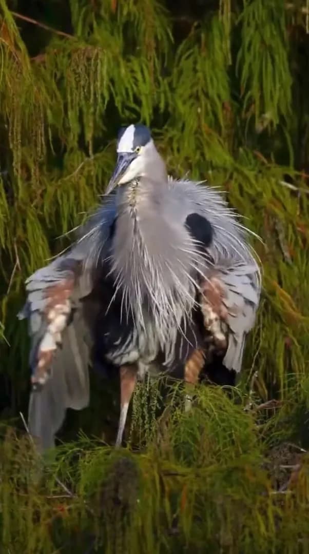 A Great Blue Heron appears to shakes out his silvery plumes
