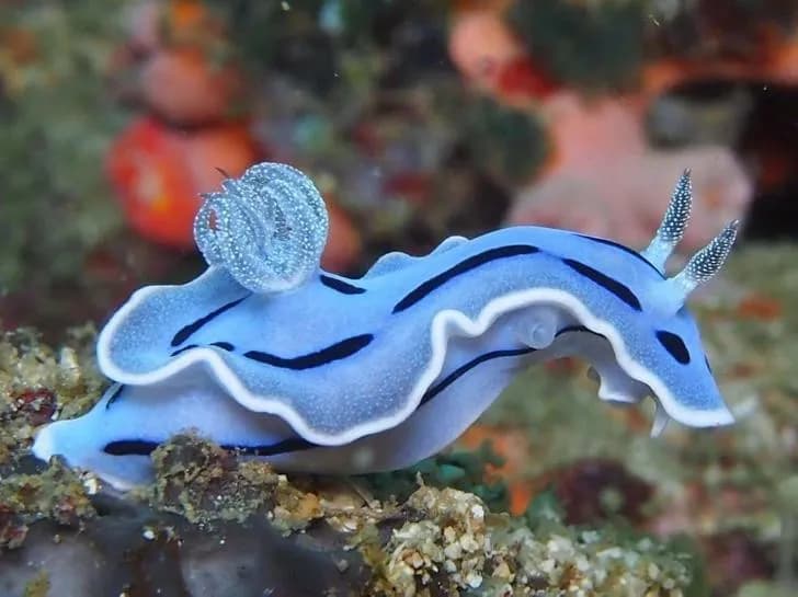 Chromodoris willani, a colorful sea slug that served as a real life design inspiration for the Pokémon characters 'Shellos' and 'Gastrodon.' Found in the Western Pacific Ocean.