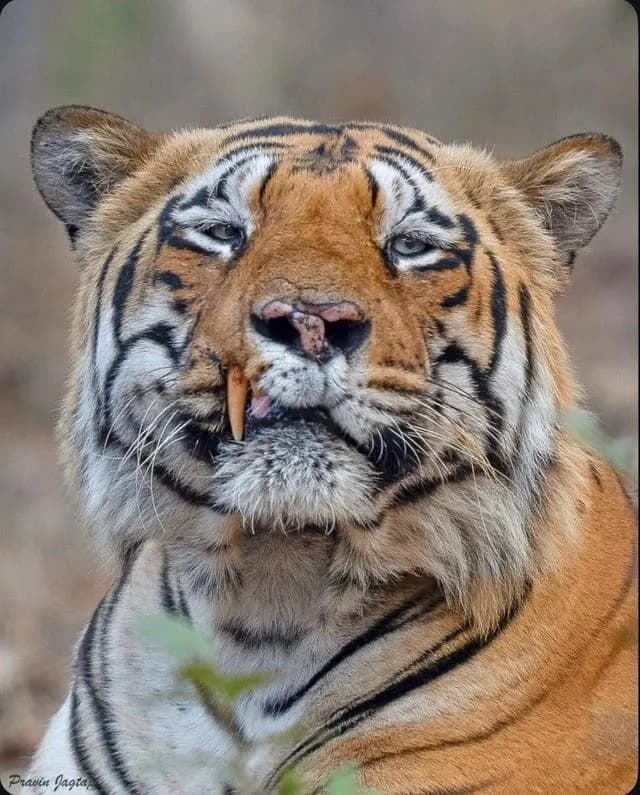 This is "Little Claypot" ( Chota matka/T-126) , a tiger famous for his insane combat ability and domination of lot of territory inside Tadoba National Reserve , India