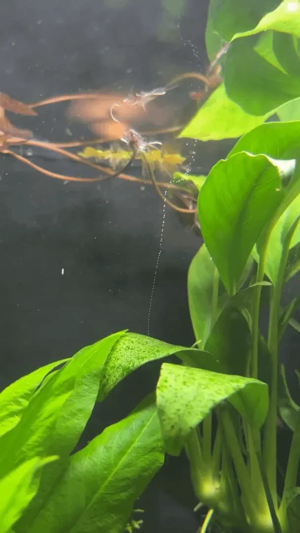 This underwater plant is showing that plants give off oxygen in real time