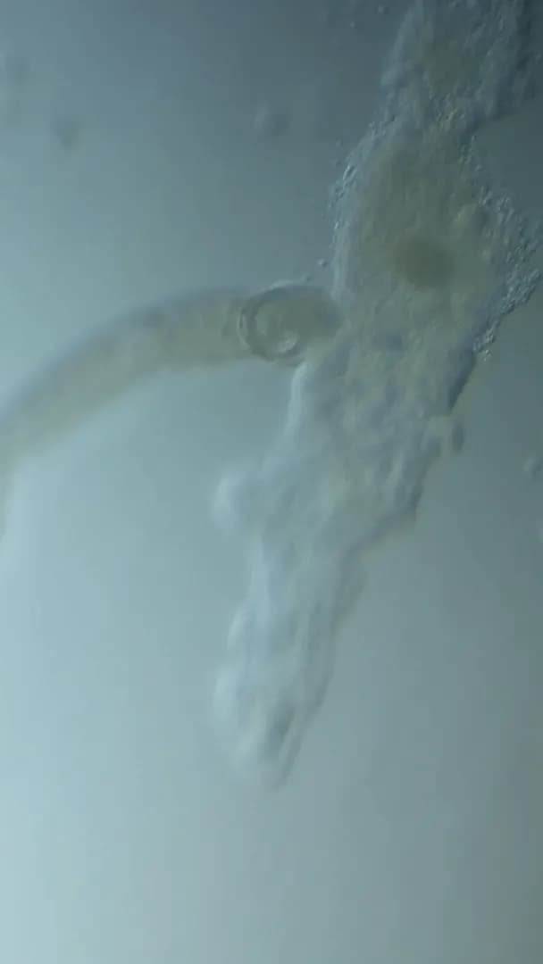 Since I started doing microscopy last year, my main interests were always microscopic predators. So here are my best clips of microbes (and sometimes small animals) eating each other. (100% Safe for w