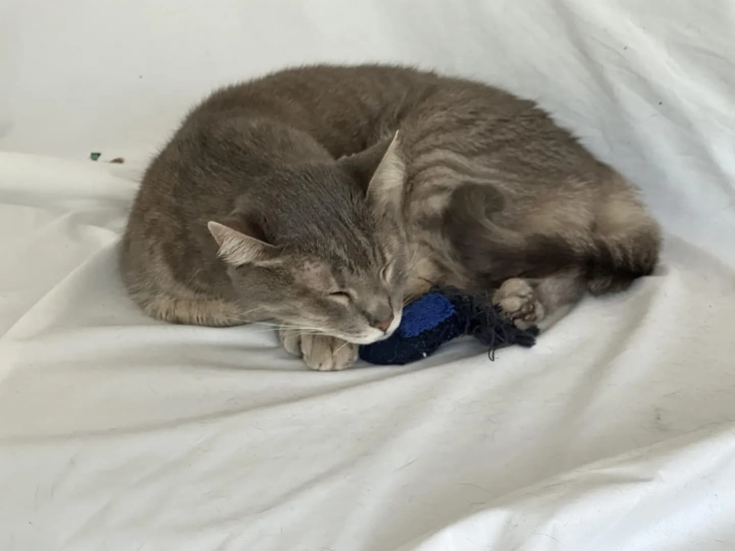 My 15 year old cat with the toy he’s had since he was a baby