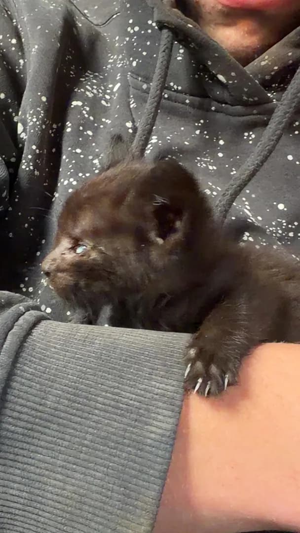 Saved a Baby cat from my Construction Workplace