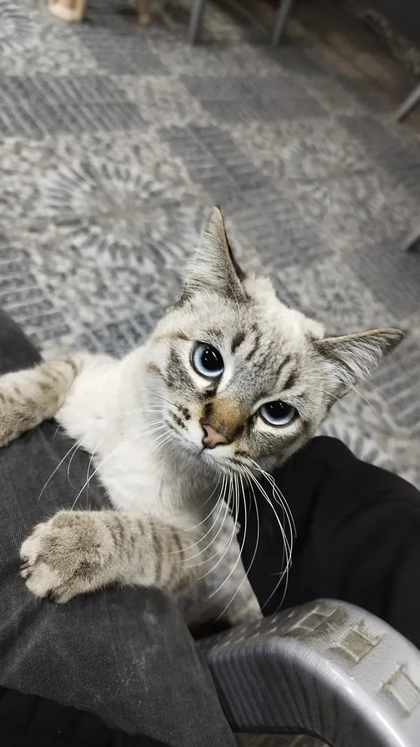 Cutie kitty