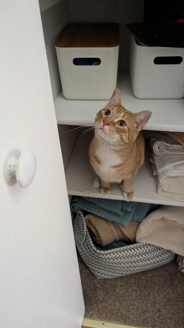 I swear the cats have a sixth sense for when this closet is open and can teleport straight to it...