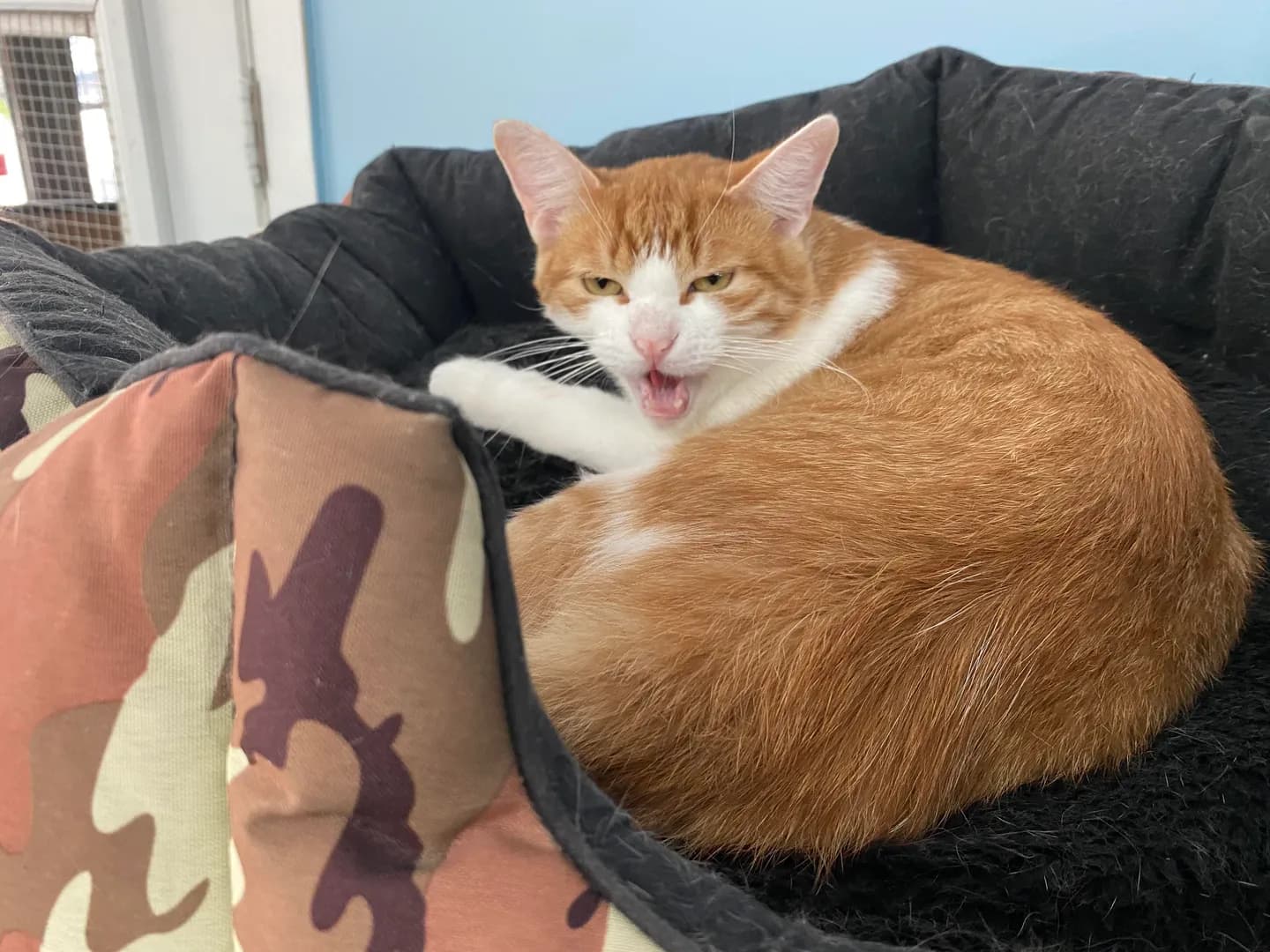 Cinnamon from our shelter is also not a morning person 😄