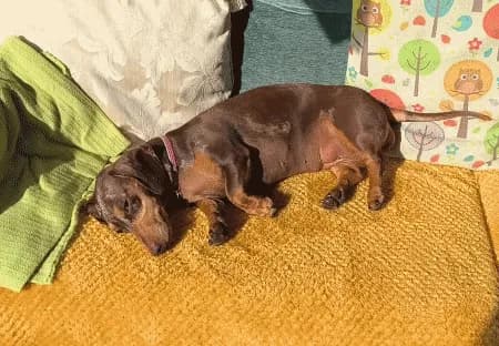 Dachshund Sun Baby