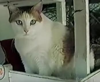 Creme Puff was a mixed tabby domestic cat from Austin, Texas, who holds the official Guinness World Record as the oldest cat ever recorded, living to the astonishing age of 38 years and 3 days.