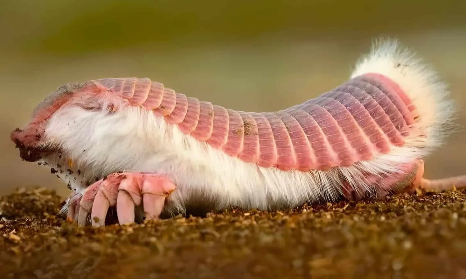 The pink fairy armadillo, the smallest armadillo species.