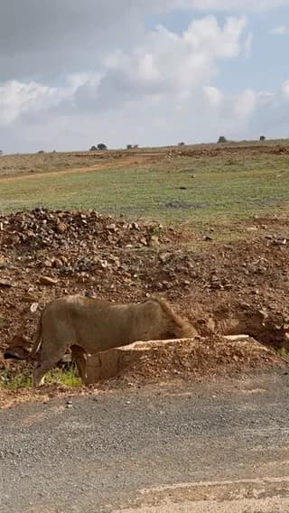 A Lioness Effortlessly Flips an Overeager Male After Rejecting His Mating Attempt