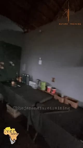 A Massive Male Lion Standing Outside the Kitchen Brings the Morning Routine to a Halt