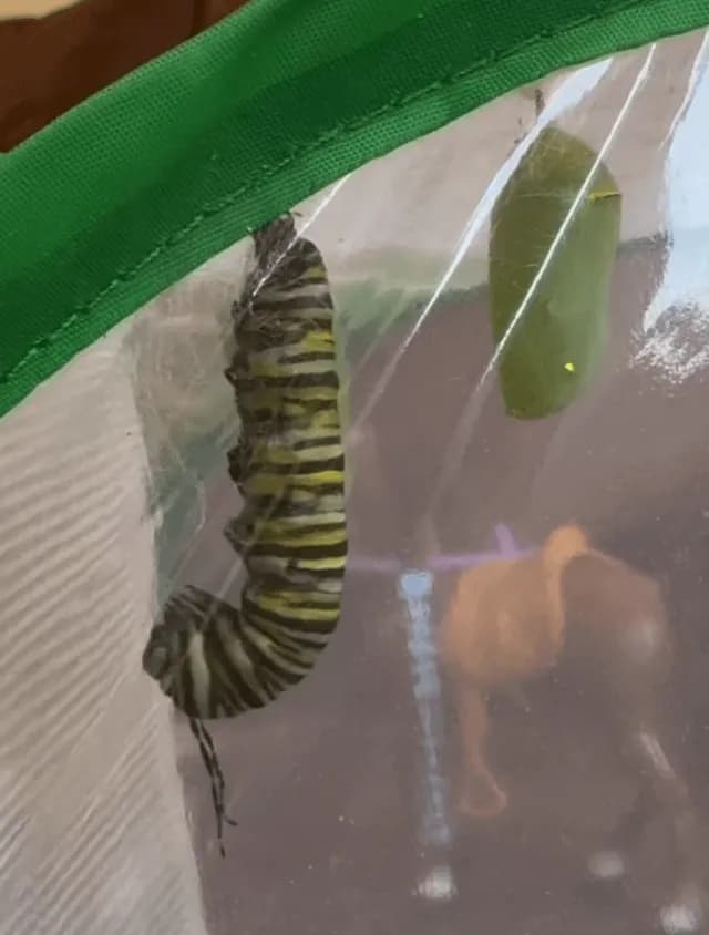 caterpillar pupation process