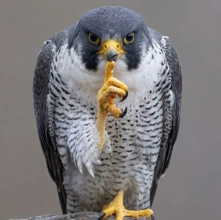 A photographer caught the exact moment a falcon looked like it was scheming something.