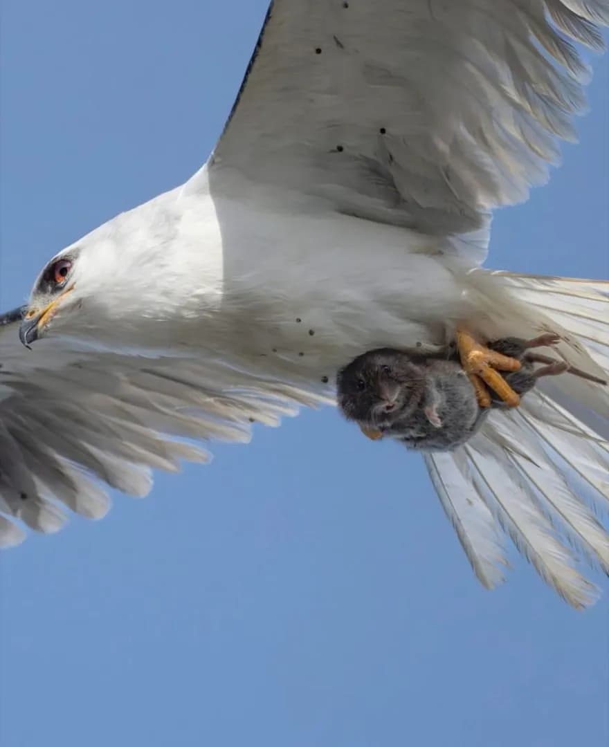 Wildlife photographer Sha Lu captures the perfect moment a small animal looks at the camera while being caught by a predator.