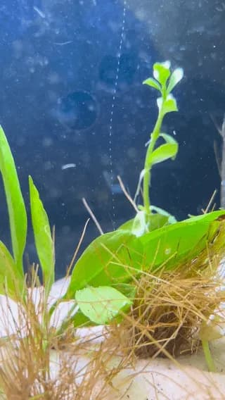 An aquatic plant in aquarium releasing oxygen bubbles