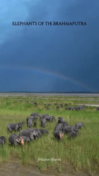 Elephants of Assam, India.