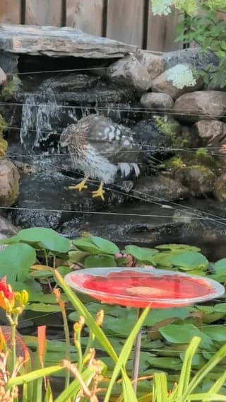 A hawk does a little dance to get its booty wet