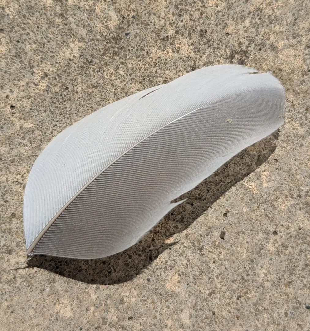 I found a small two-toned feather