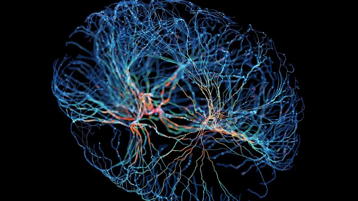 The Brain Seems to Rearrange Itself as Tinnitus Becomes Chronic