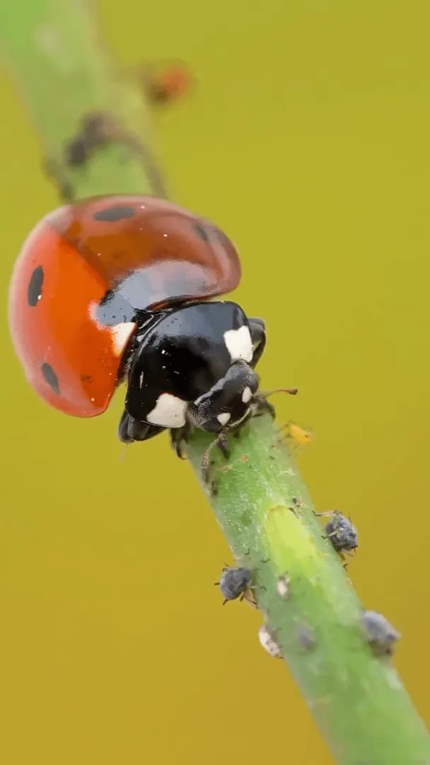 Ladybug saves this plant by feeding on aphids (time-lapse)