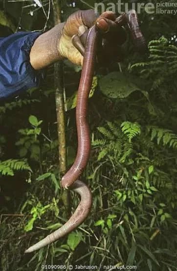 Amazonian earthworms can grow up to 5ft long