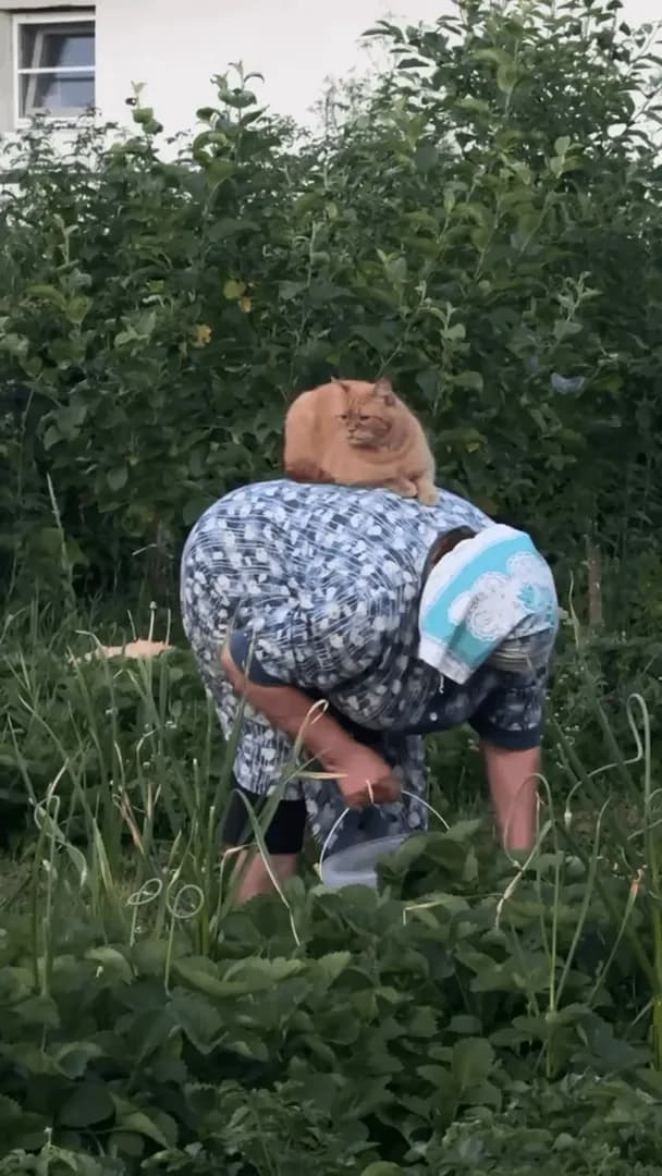 He oversees all berry picking