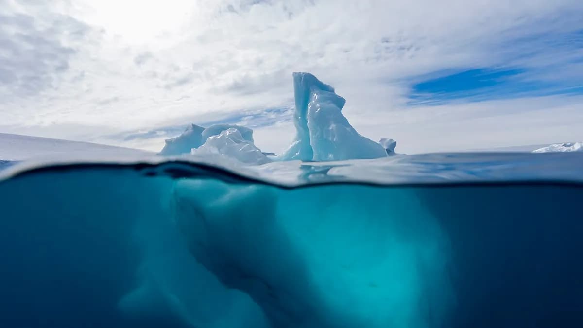 Scientists Discover More Than 1,000 Fish Nests Hiding Beneath Antarctica's Ice