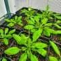 Newly unearthed mechanism that helps plants 'feel full' could help crops use fertilizer more efficiently