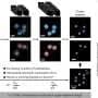 New microscopy method achieves angstrom-scale localization precision with one laser