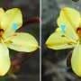 Supergene solves evolutionary puzzle of mirror-image flowers