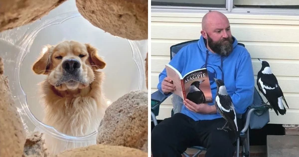People Who Tried To Take Creative Animal Photos And Instead Created Comedy Gold