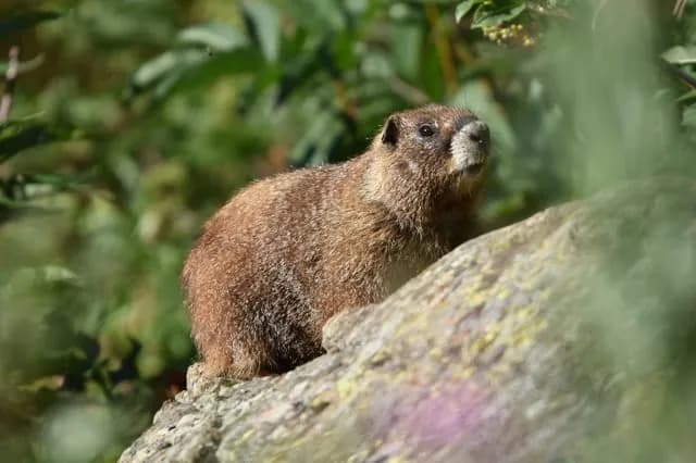 California researchers turn to OnlyFans as their funding dries up — OnlyMarms account promises near-daily photos and videos of chubby, personable marmots
