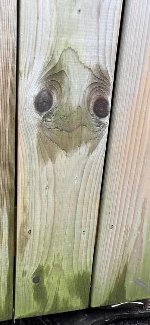 Does anybody see a goofy looking ostrich? DBA (deck board art)