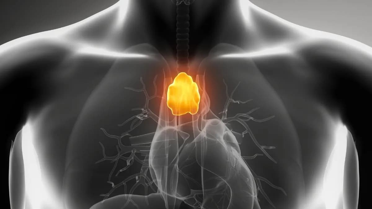 This Organ Plays a Far More Profound Role in Human Longevity Than We Realized, Study Finds