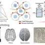 Smart bioink shields delicate neural cells during precision 3D printing