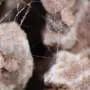 Underground fungal networks come into 3D view without disturbing plant roots