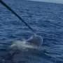Male sperm whales produce loudest communication sounds ever measured in any mammal
