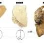 Homo antecessor skull layers resemble modern humans and Neanderthals, fragments suggest