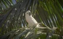 Indigenous-led conservation helps save endangered cockatoo