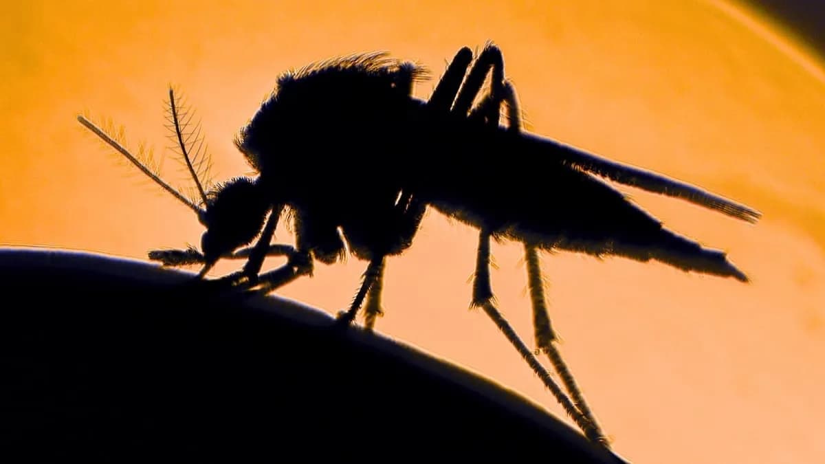 You're Not Imagining It &ndash; Some People Really Are More Attractive to Mosquitoes, Study Shows