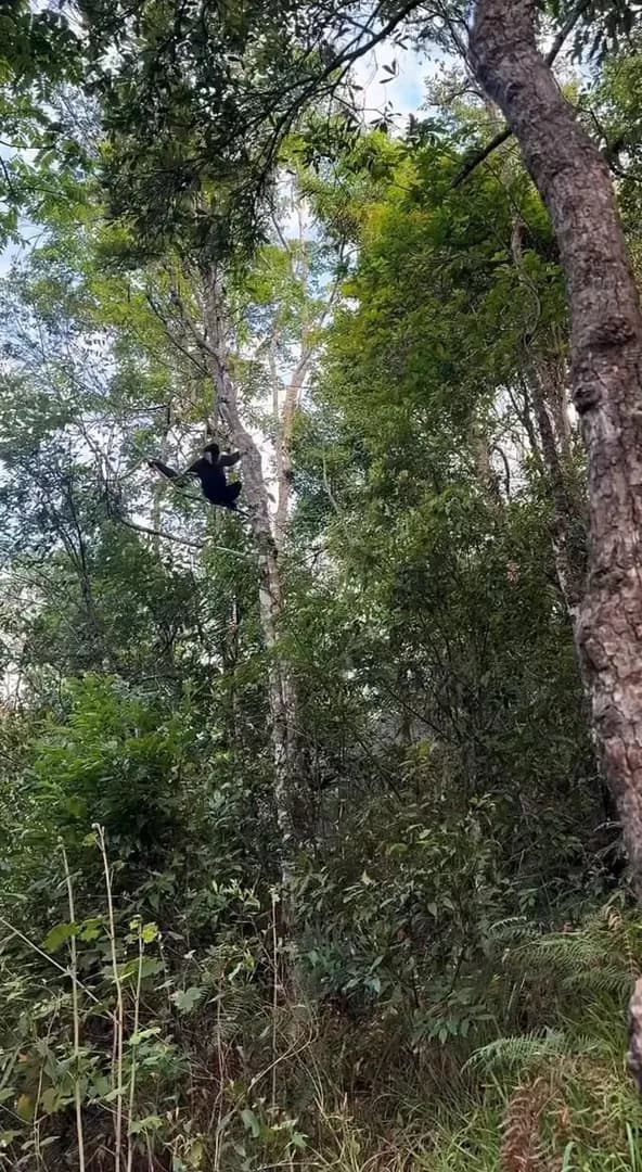 This gibbon easily swinging from tree to tree and then asking for food
