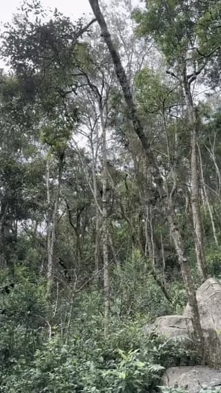 The way this Gibbon swings through trees.