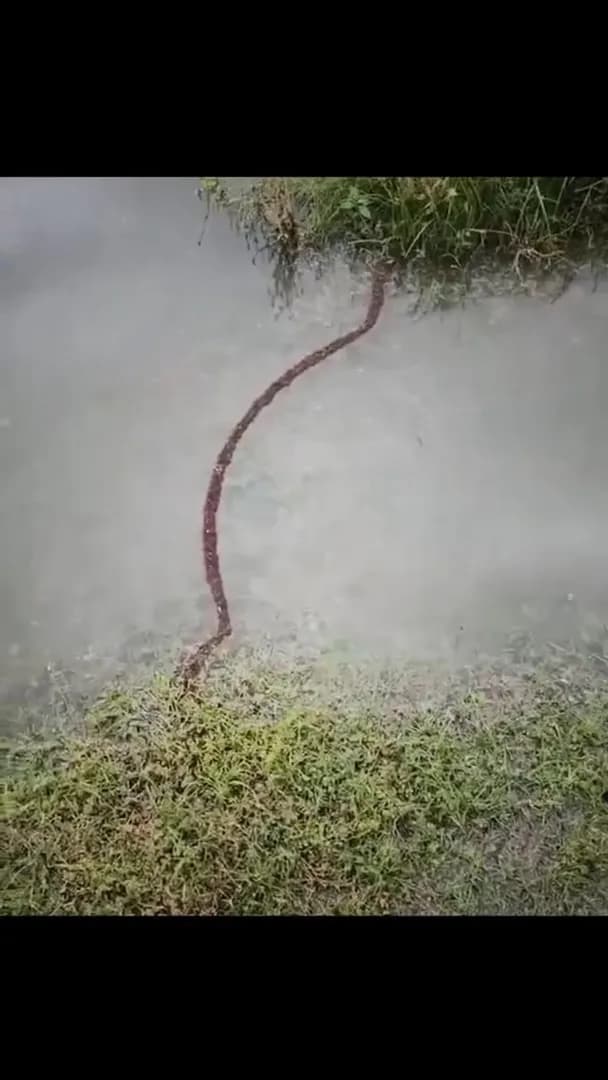 When a colony of ants needed to cross a river , they shows intelligence is not limited by size.