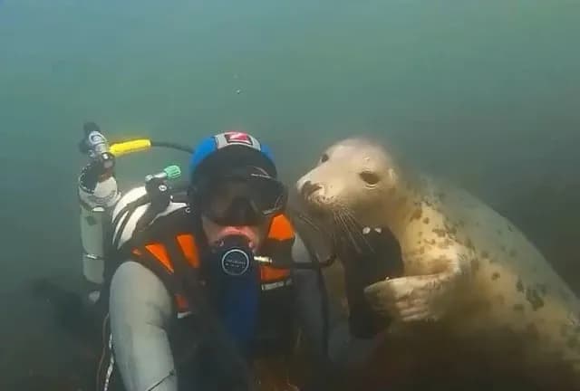 When you go looking for marine life data and end up getting hugged by a 300-pound sea puppy.