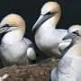 Last Scottish island bird hunt banned after almost 500 years